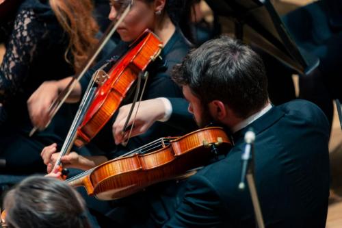 Viola